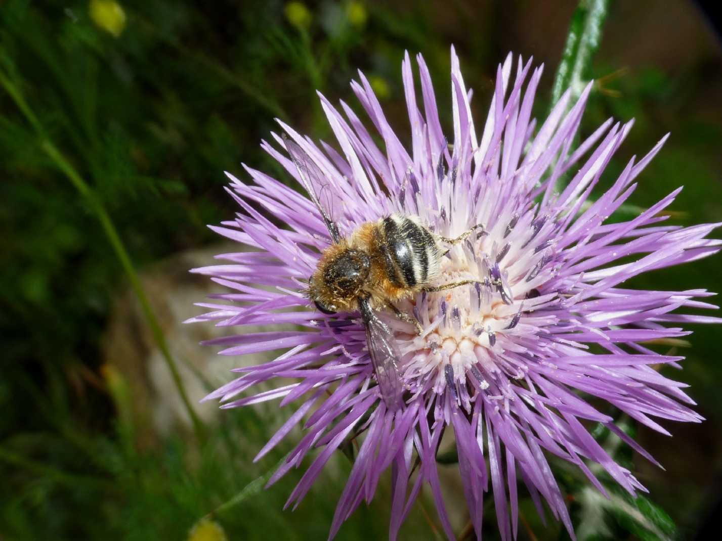Nemestrinidae: Fallenia fasciata